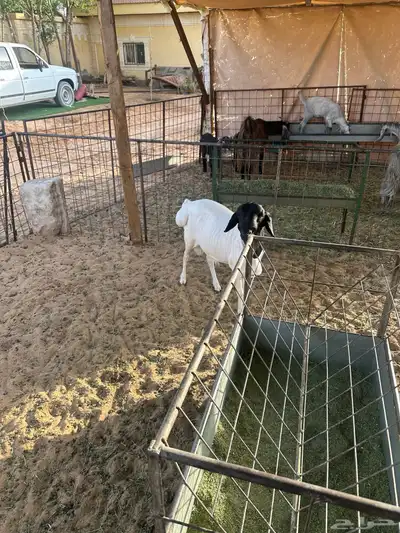 بربري مربى ثني 1