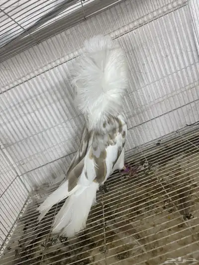 جوكابين 0