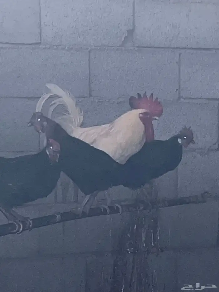 ديك بلدي فاخر 1