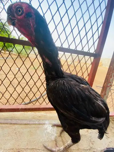 دجاج هندي اذناب 2