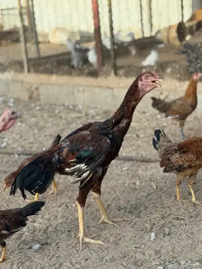 ديك 4