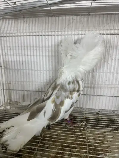 جوكابين 4