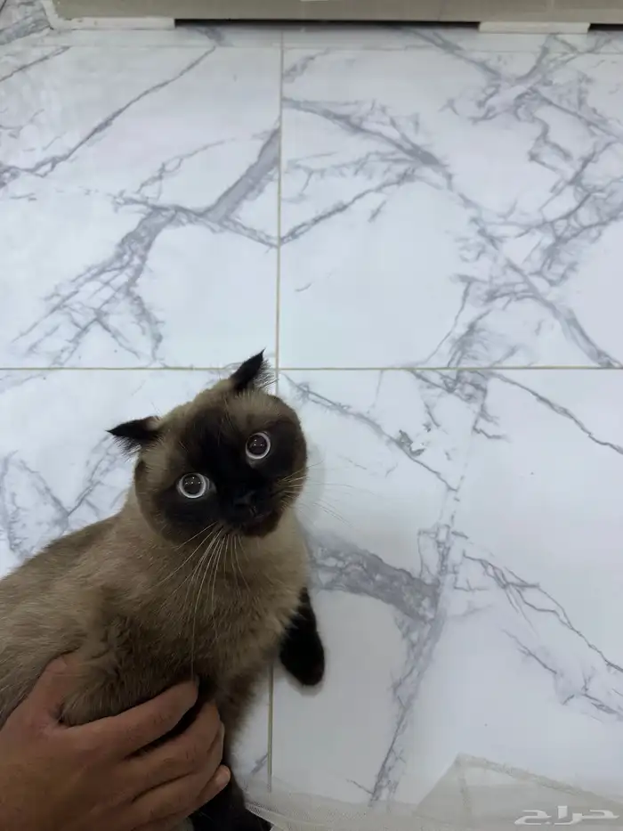 قطط سكوتش وهملايا 0