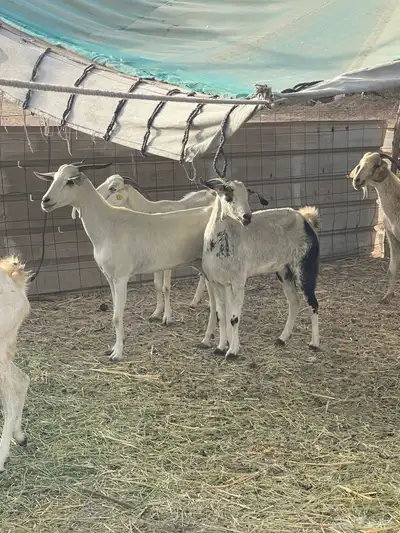 تم البيع 1