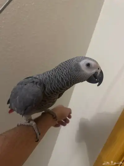 ببغاء كاسكو 1