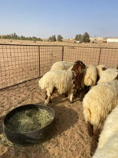 خرفان نعيم 14