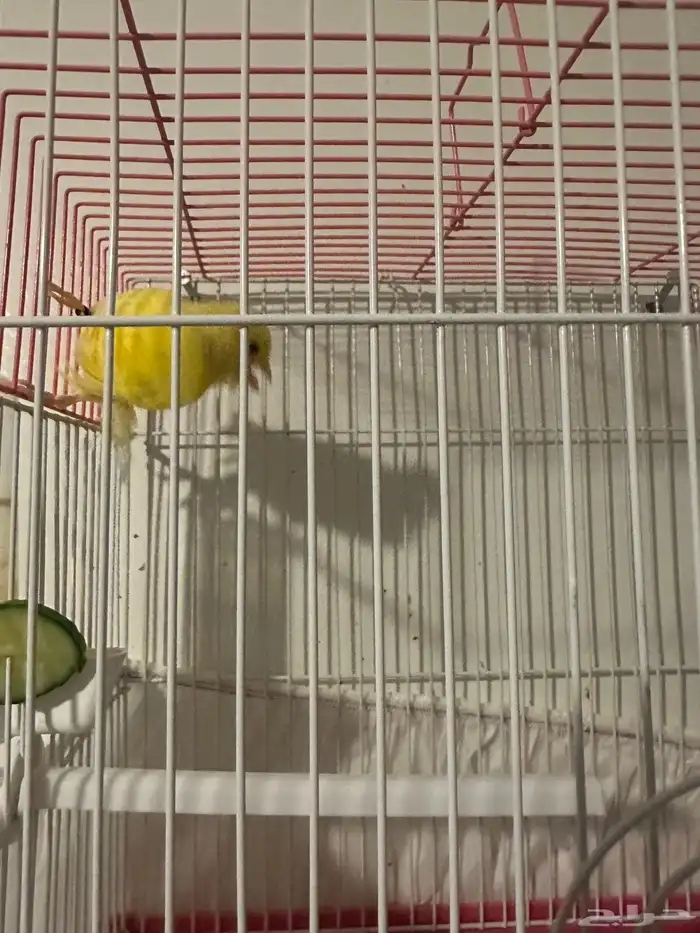 ذكر كناري سوري مغرد 0