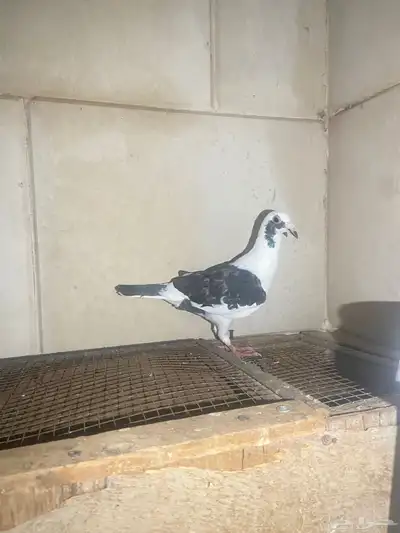حمام زاجل 1