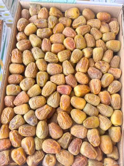 مفتلات 2