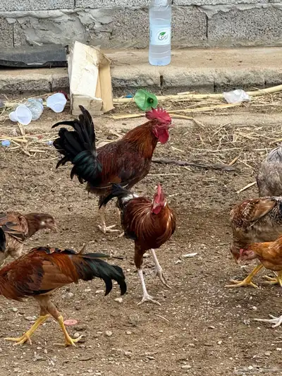 دجاج للبيع 4