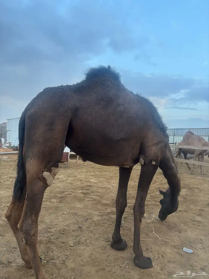 بكره عمرها 3ونصف جذعه 0