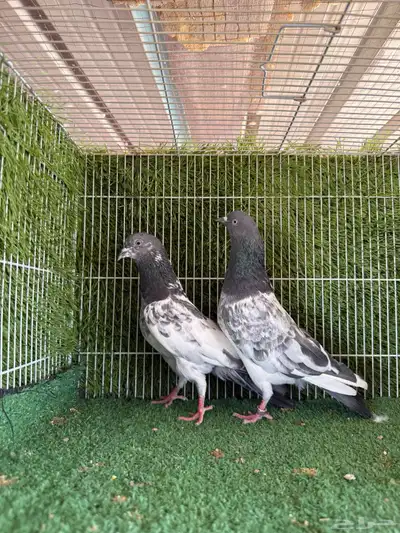 زوج فيروز بوري 6