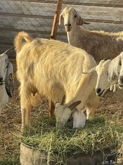 تم البيع 4