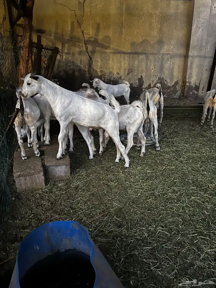 تيوس وجفار 3