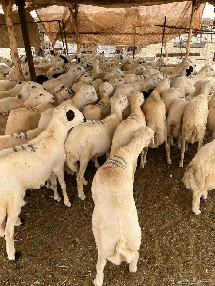 القنفذة 0