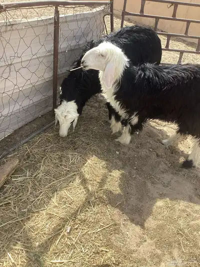 نجد خاروف و رخل نجديات 4