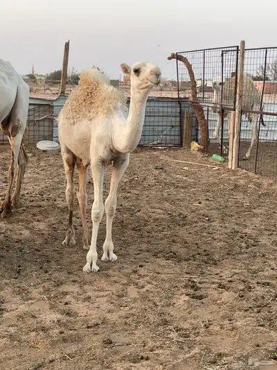 للبيع بكره طيبه 1