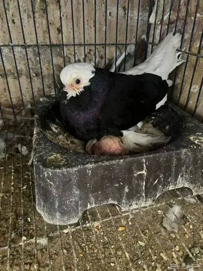 جوزين حمام زينة 3