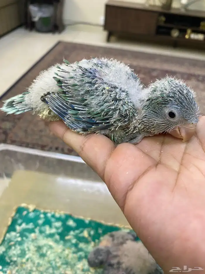 فروخ ببغاء كويكر ( تم البيع ) 0