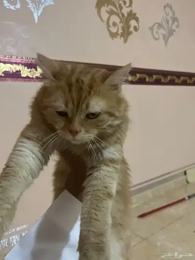 قط ل التبني عمره سنه 0