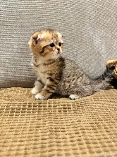 قطط كيتن سكوتش ستريت وفولد للبيع 8