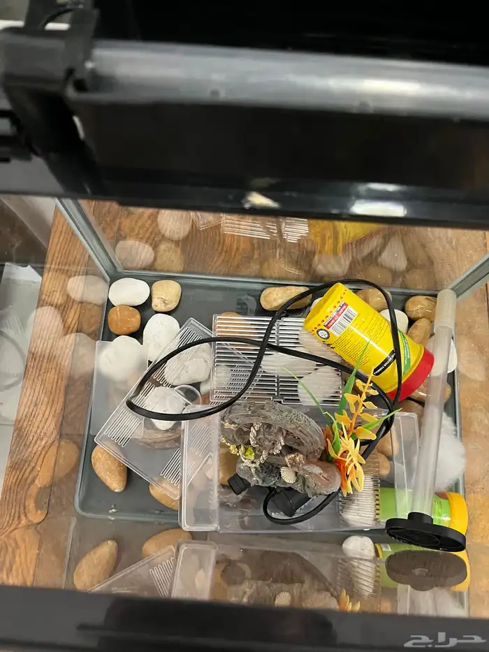 حوض سمك اقبل البدل تم البيع 4