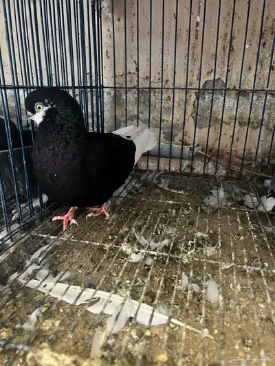 جوزين حمام زينة 4