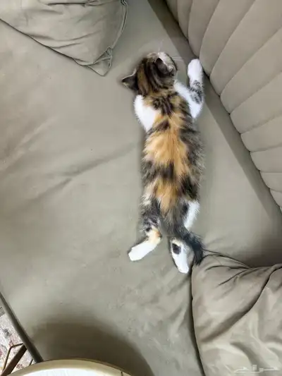 قطط تبني 3