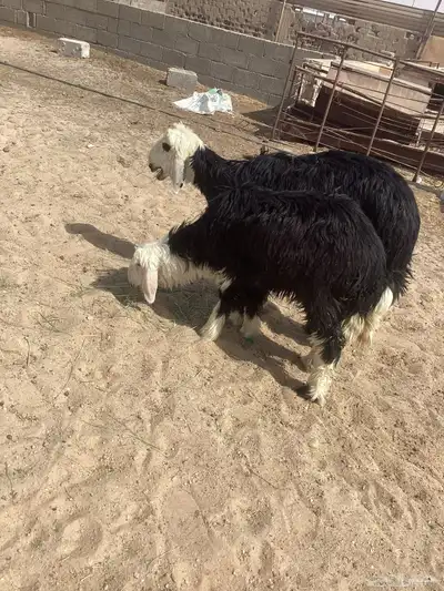 نجد خاروف و رخل نجديات 3
