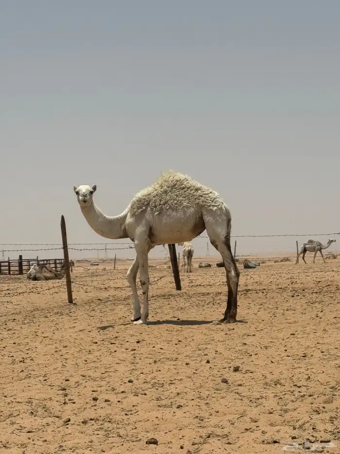 مفروده عمرها سنه وشهر السوم 4300 ريال يوم الجمعه 1