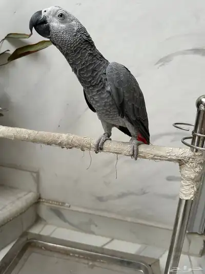 فرخ كاسكو دبل سوبر 0