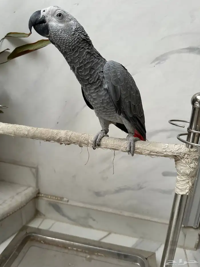 فرخ كاسكو دبل سوبر ( تم البيع ) 0