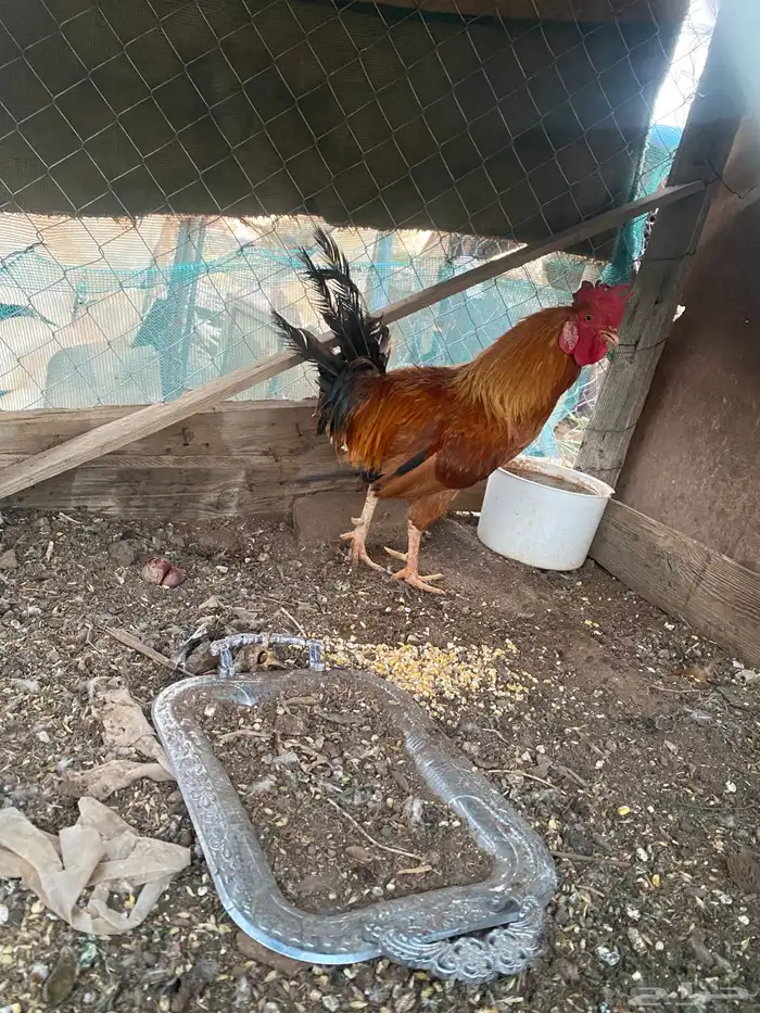 ديك عربي اصيل الحناكيه انخيل 0