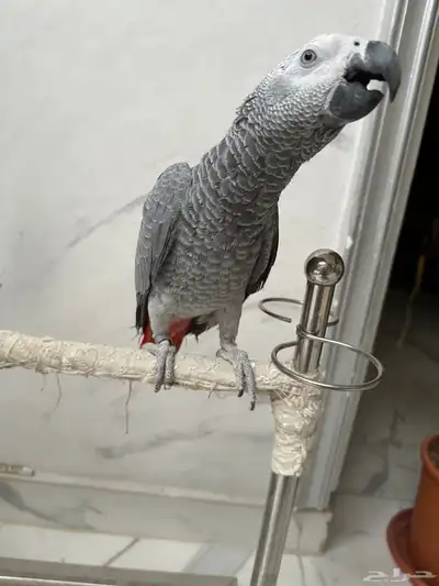 فرخ كاسكو دبل سوبر 2