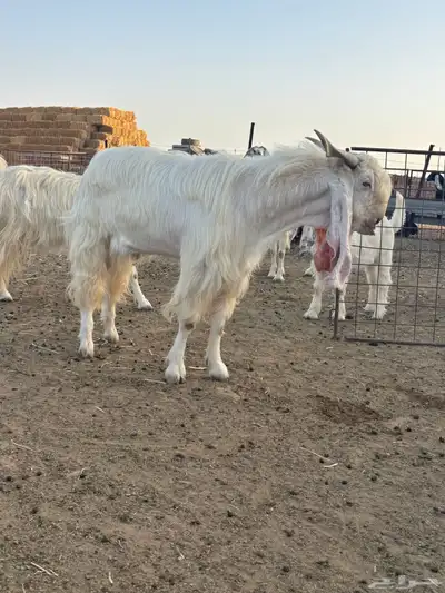 تيس فحل ابيض مشروك كفو ( تم البيع ) 1