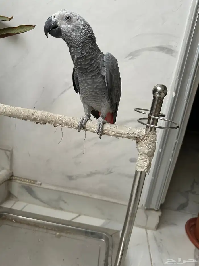 فرخ كاسكو دبل سوبر ( تم البيع ) 1