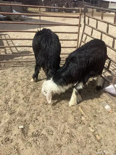 نجد خاروف و رخل نجديات 6