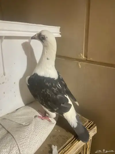 حمام زاجل 4