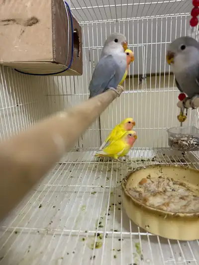 طيور روز للبيع اعمارهم صغير شهرين 2