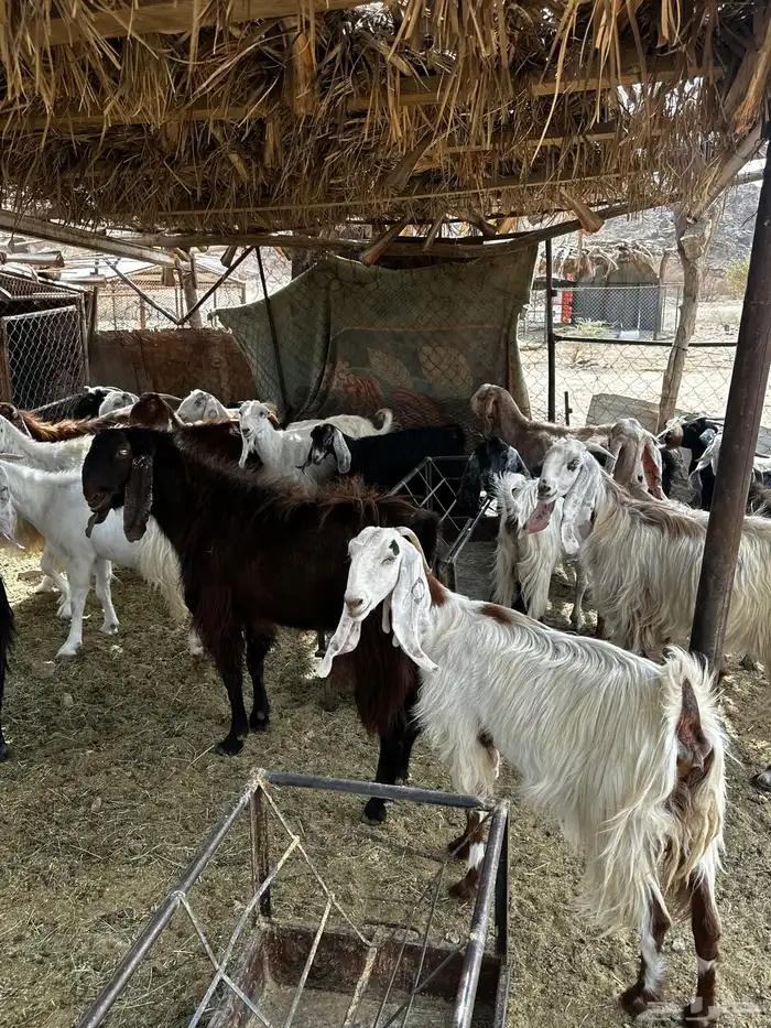 معزى للبيع 11
