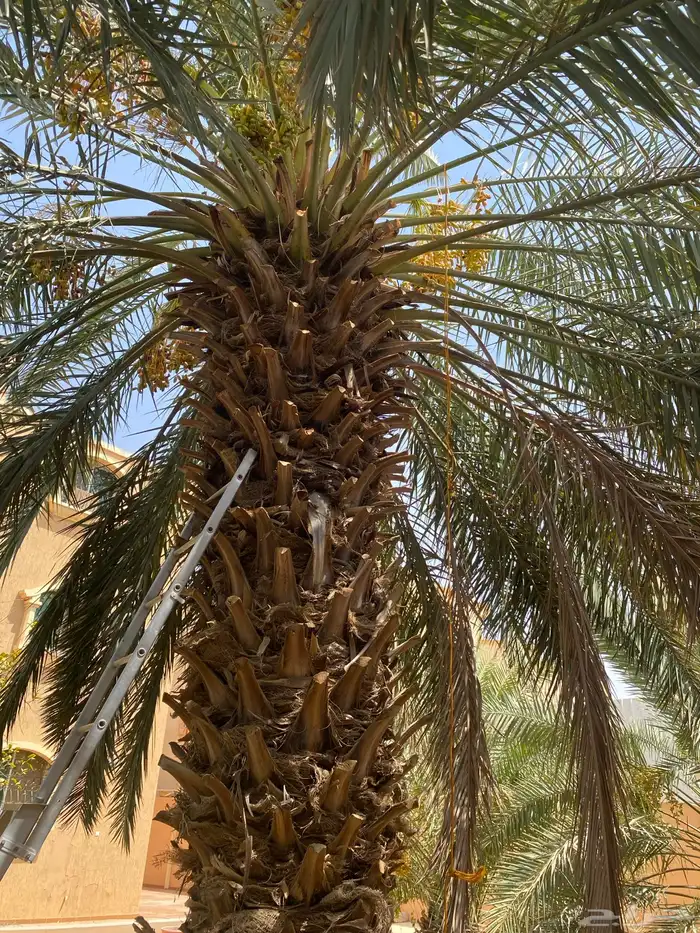 نقيلة دخينية وبرحي 0
