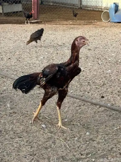 ديك 3