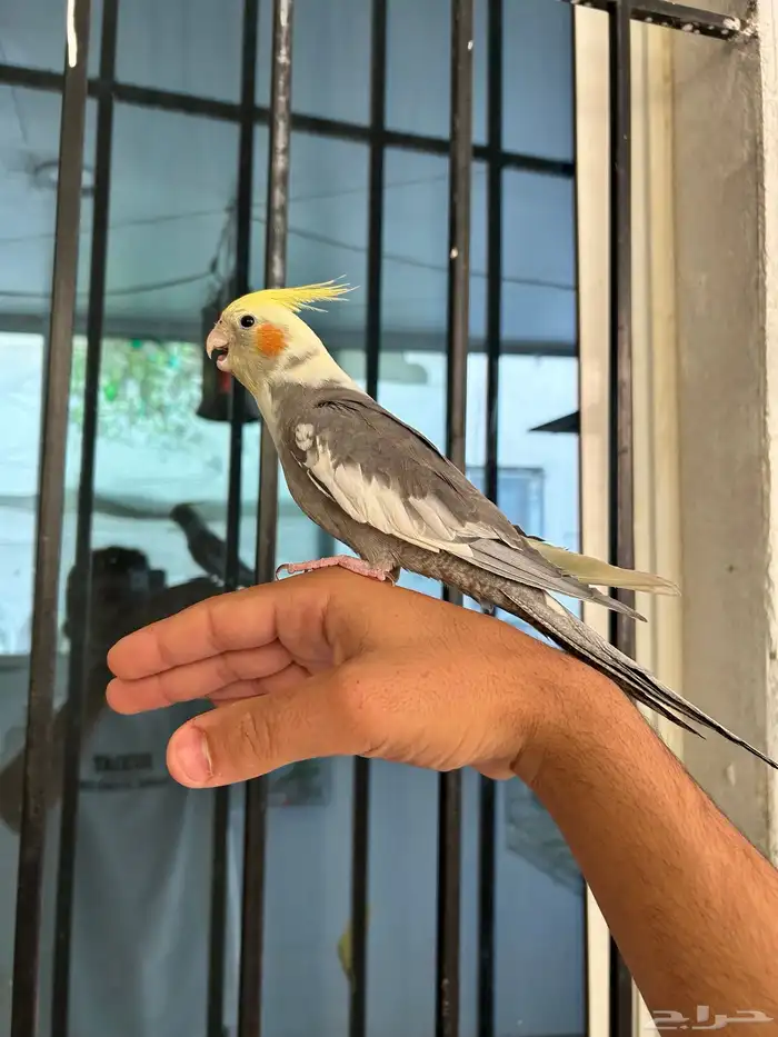ذكر كروان اليف جدا ولا عنده عض ابد 1