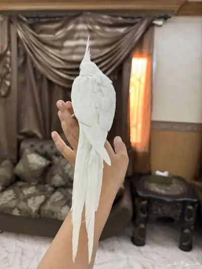 كروان البينو اليف جدا هدد نشبه حنونه جدا 3