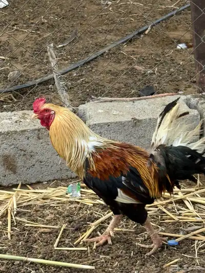 دجاج للبيع 2