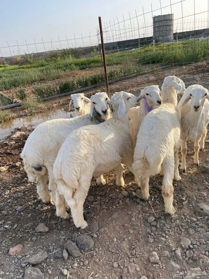 طليان ذبايح مشروطه شحم ونظافه 2