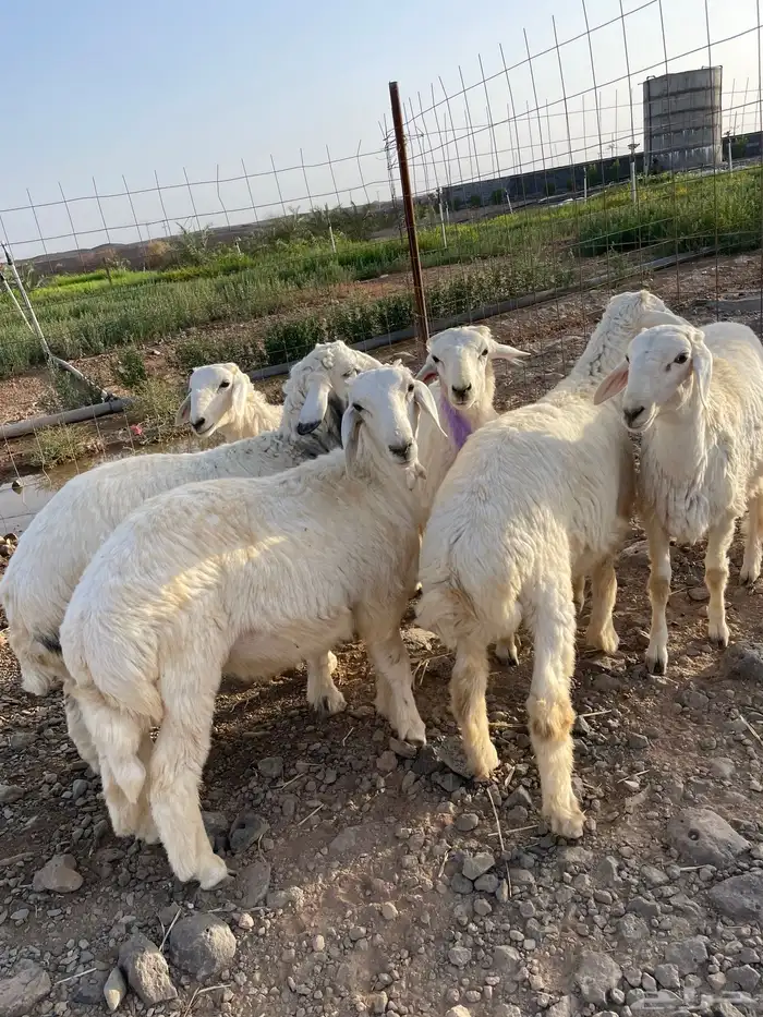 طليان ذبايح مشروطه شحم ونظافه 1