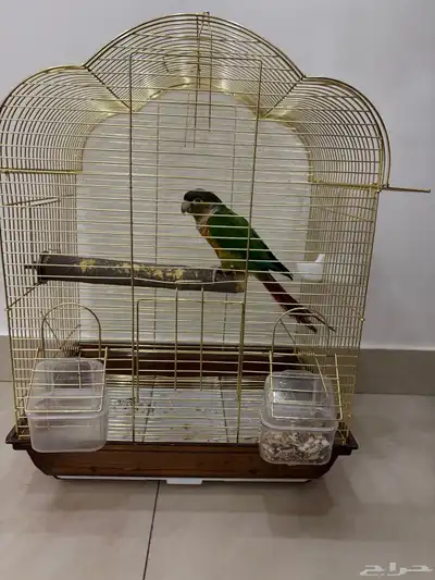 طير للبيع 1