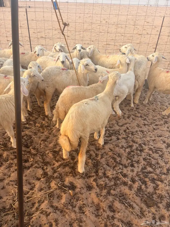 رخال حرية صنف 0