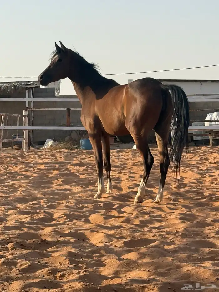 مهره 1